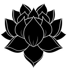 Design, Lilies flowers and Flower