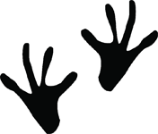 Frog Footprints - ClipArt Best