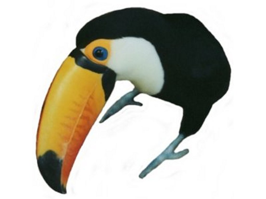 Toucan Clipart - ClipArt Best
