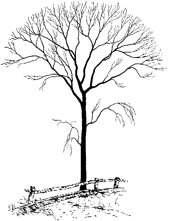 Free Trees Clipart. Free Clipart Images, Graphics, Animated Gifs ...