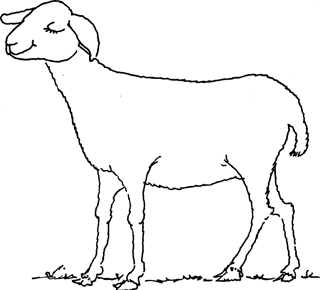 Self teaching manual in hair sheep production clipart best