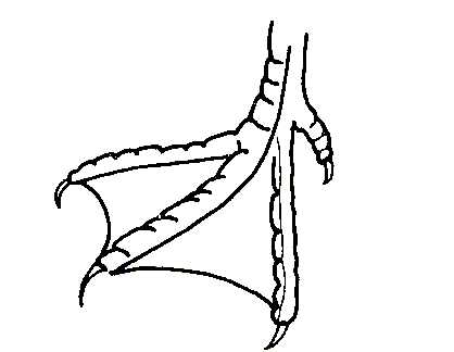 Biological drawings. Bird Feet. Herring Gull. Birds - structure ...