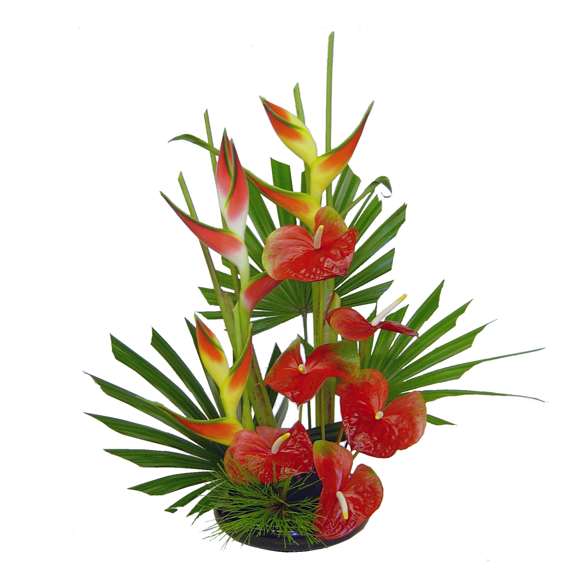 State Flower Of Hawaii