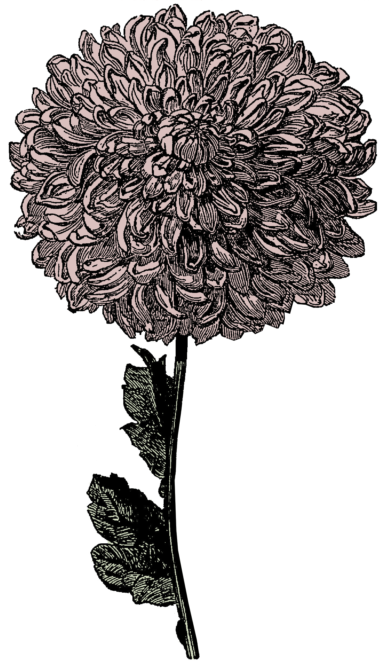 1000+ images about Clipart | Clip art, Victorian ...
