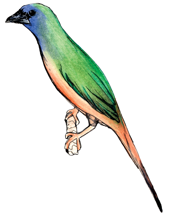 Free Bird Clip Art