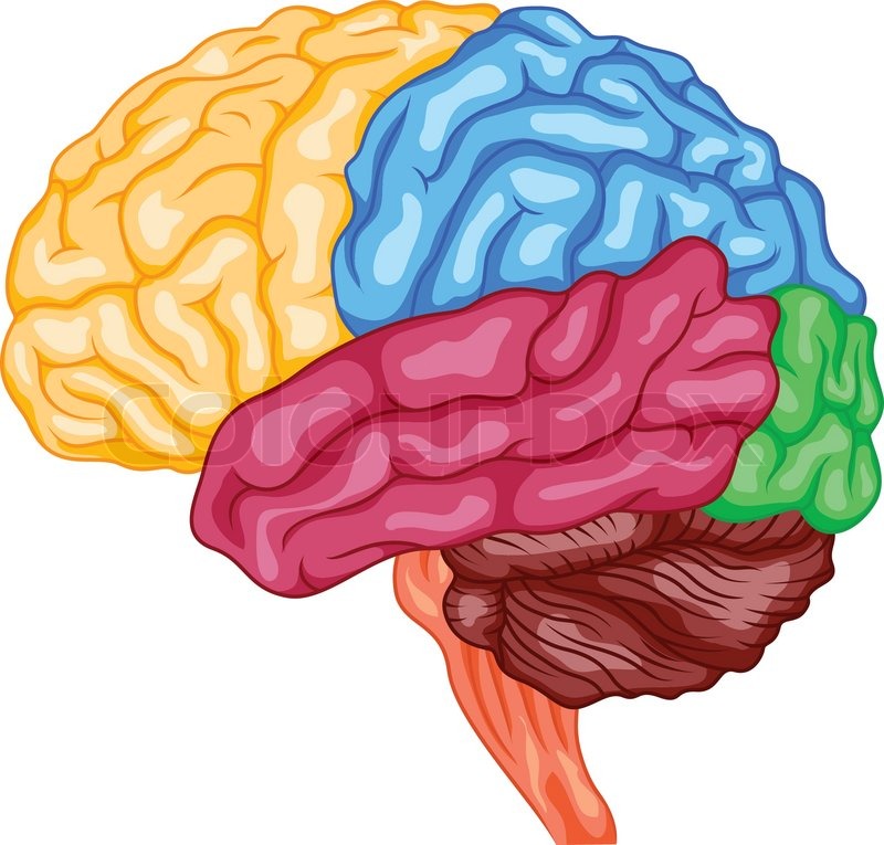 brain-vector-8 – An Images Hub