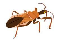 Search Results - Search Results for insect clipart Pictures ...
