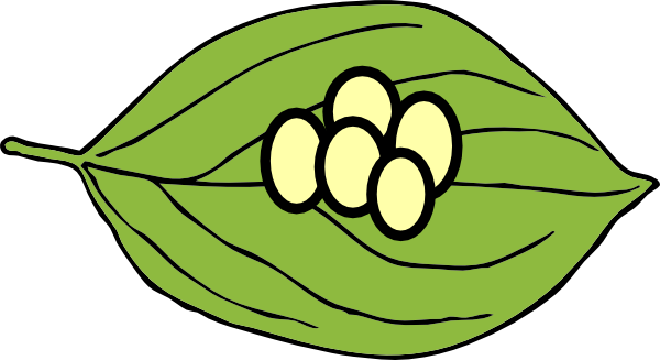 Life cycle of a butterfly egg clipart