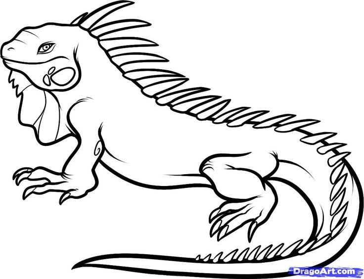 16 printable pictures of iguana page | Print Color Craft