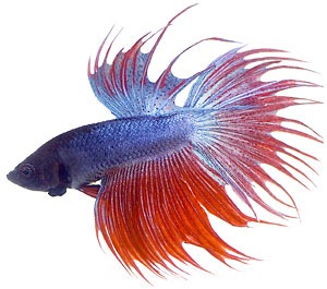 How to Care for Betta Fish | Betta Fish Care Tips