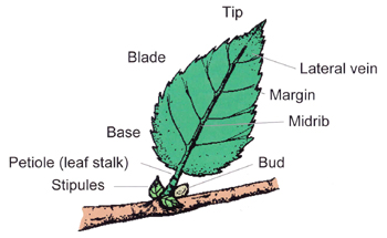 Plant Structures: Leaves