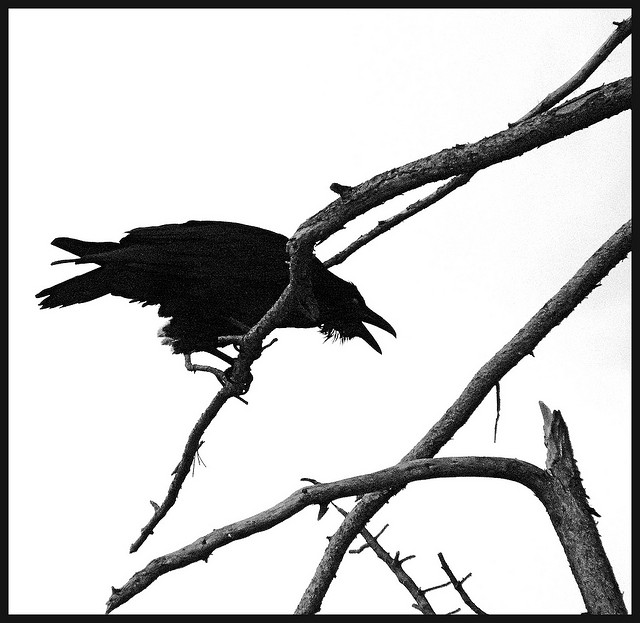 Crow's "caw"l | Flickr - Photo Sharing!