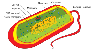 please give me the well labeled diagram of bacterial call Acirc ...
