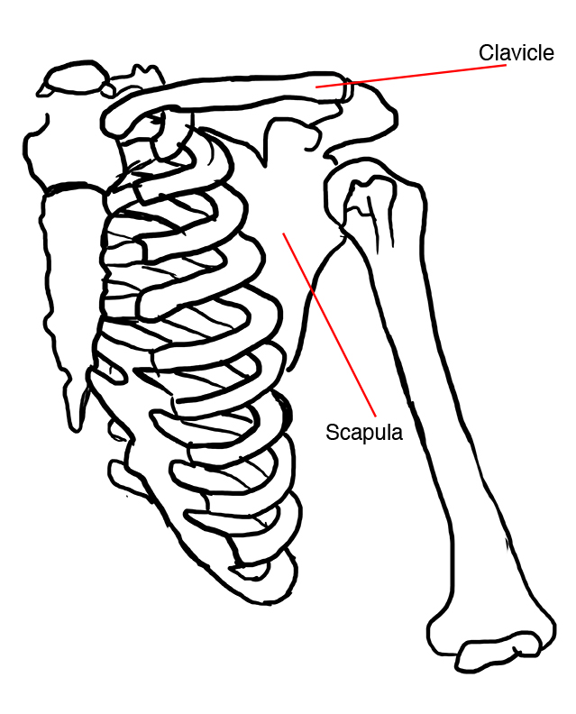 Pectoral Girdle Diagram - ClipArt Best