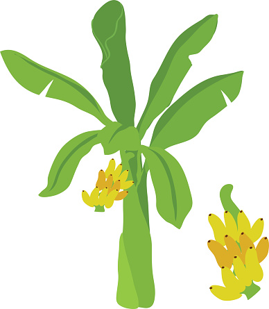 Clipart banana tree