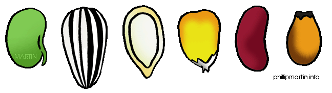 Seed Clipart