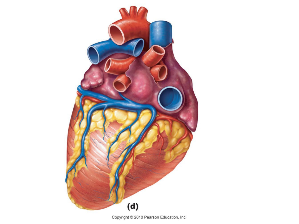 Blank Diagram Of The Heart - Human Anatomy Library