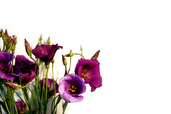 Free stock photos - Rgbstock - free stock images | purple flower ...