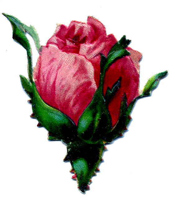 Shabby Graphic - Pink Cabbage Rose - The Graphics Fairy