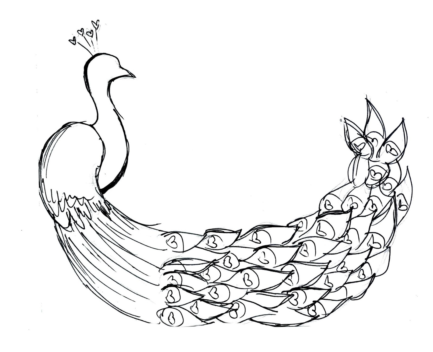 Simple Peacock Sketch Clipart - Free to use Clip Art Resource