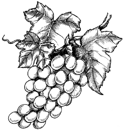Grape Leaves Drawing
