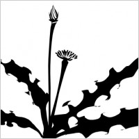 calligraphic_dandelion_clip_ ...