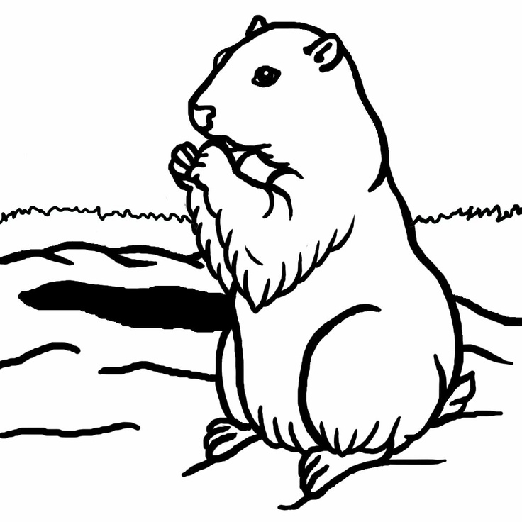 Woodchuck Clip Art