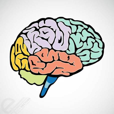 Human brain clipart