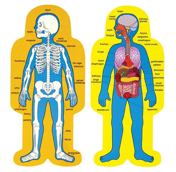 Child Size Human Body - Science, Life + Living - Product Detail ...