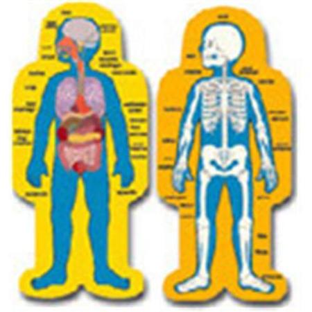 Buy CARSON DELLOSA CD-3215 BB SET CHILD-SIZE HUMAN BODY-2 FIGURES ...