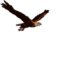 Animated Flying Eagle Pictures, Images & Photos | Photobucket