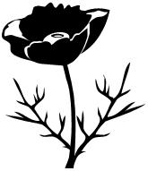 Papaver somniferum