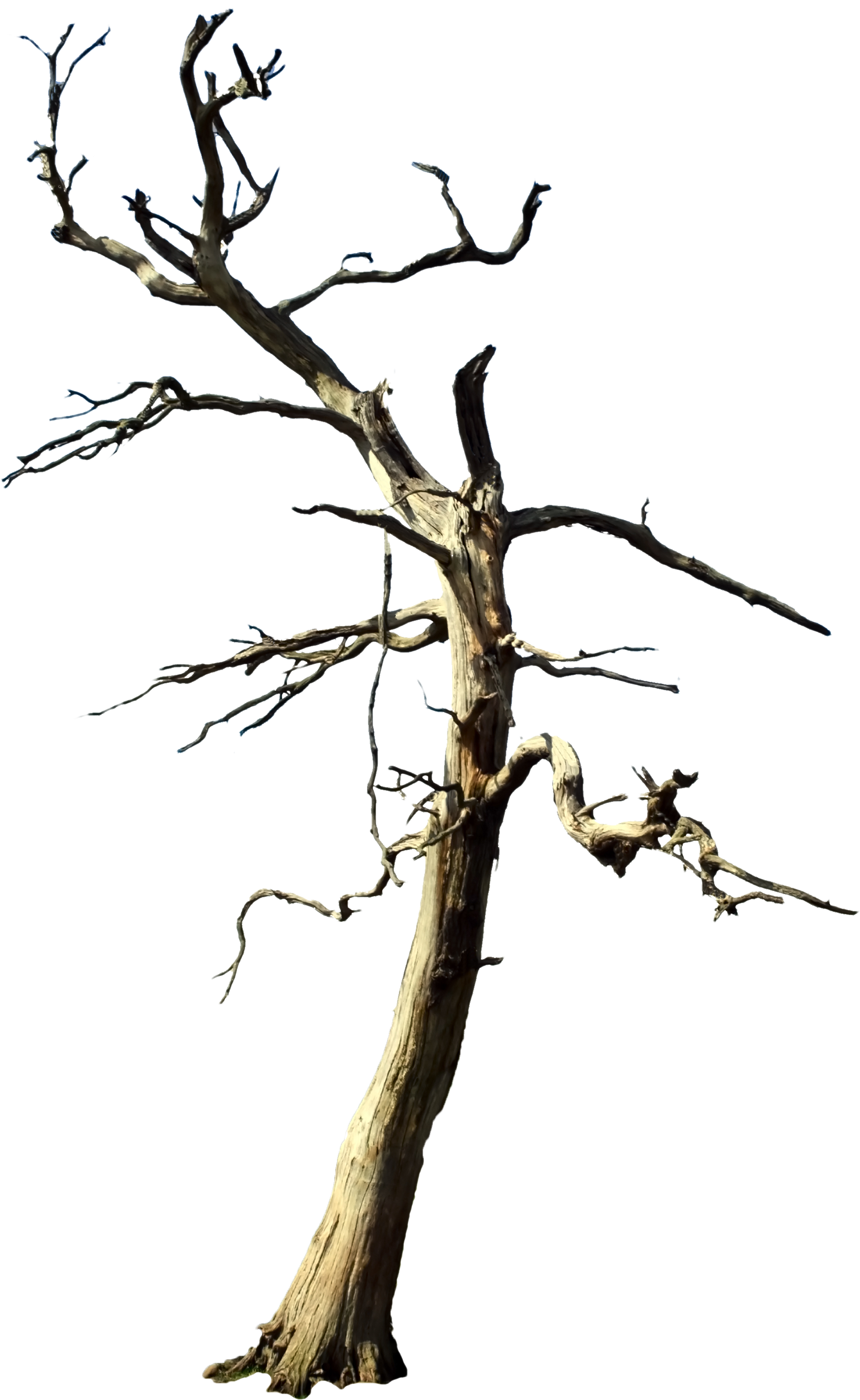Free Standing Dead Tree Png Image