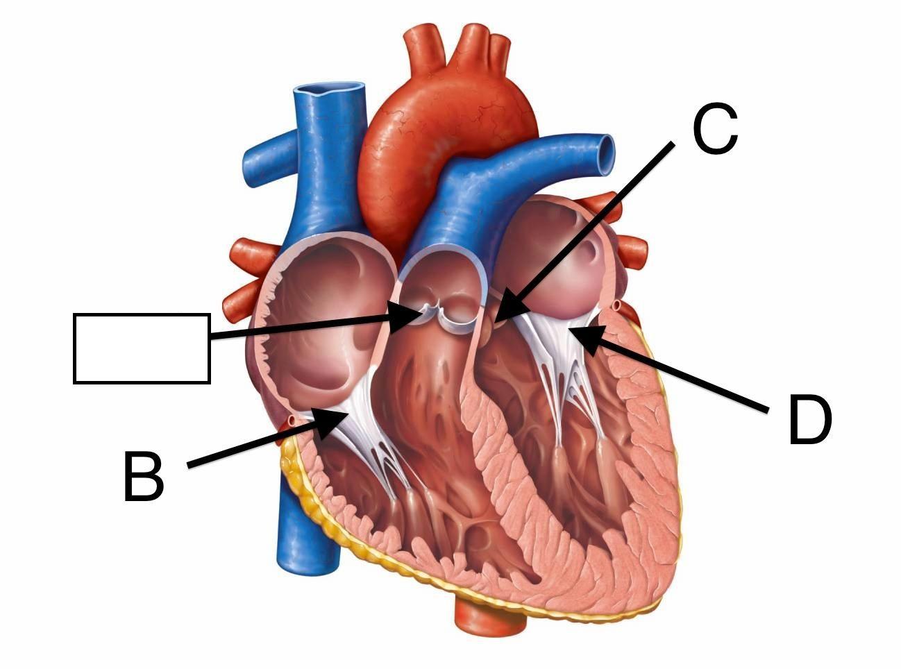 Heart and blood vessels - Anatomy Anat Mo1 with Maryn Cooke at ...