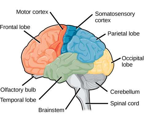 Nervous System
