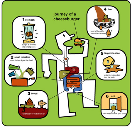 Human Digestive System Labeled - Health, Medicine and Anatomy ...