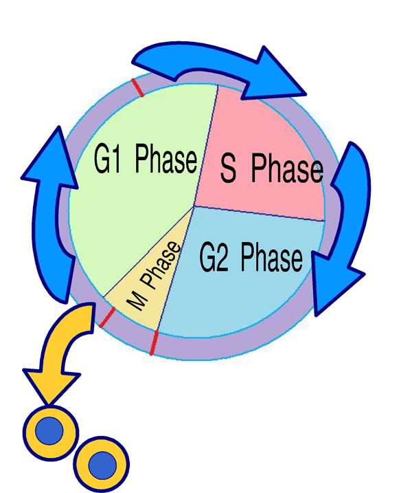 Cell Cycle Control