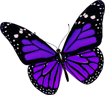 Butterfly PNG image, free picture download