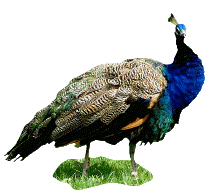 â?· Peacocks: Animated Images, Gifs, Pictures & Animations - 100% FREE!