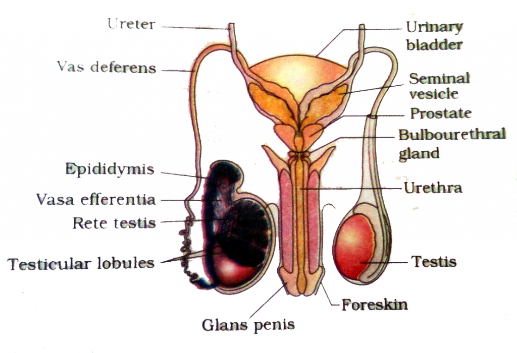 Male Reproductive System Human - Anatomy Body Charts
