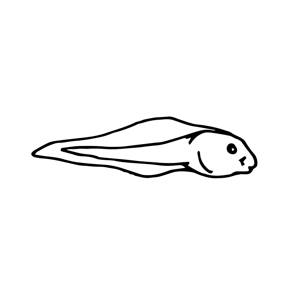 Frog Clipart, Charts & Worksheets -