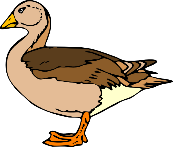 Loon Clipart