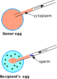 Sexual Reproduction
