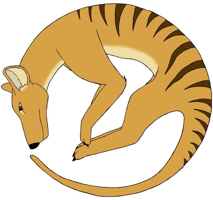 1000+ images about tasmanian tiger stuff