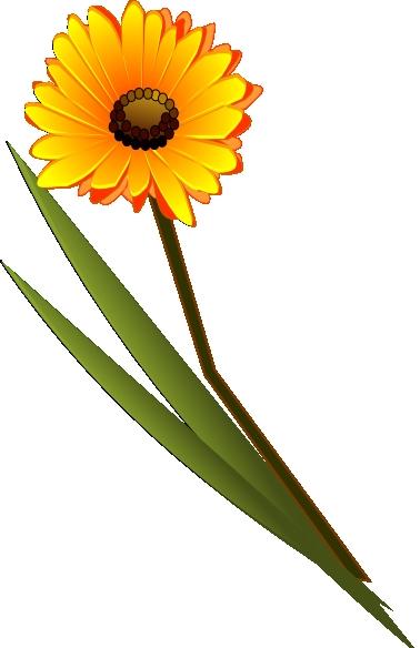Single Gerbera Daisy | www.