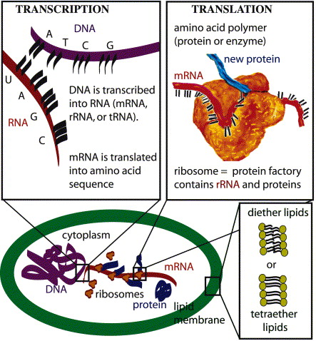 Molecular geomicrobiology: genes and geochemical cycling