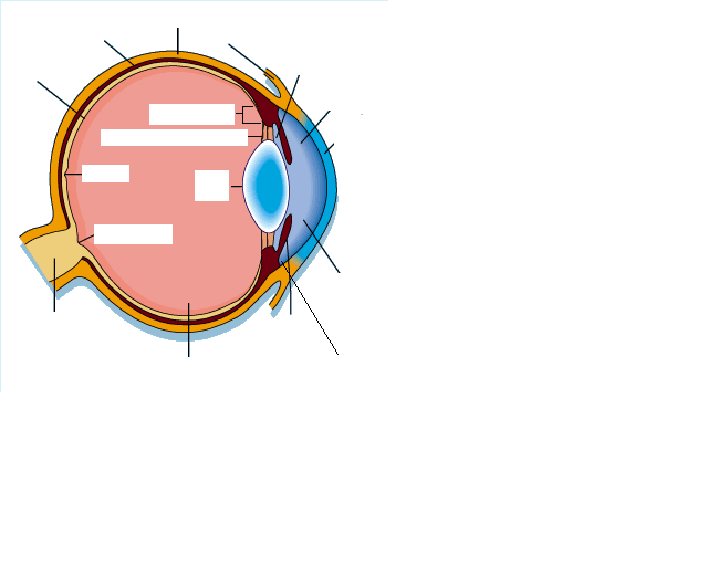 The Anatomy and Histology of the Eye Flashcards - ProProfs