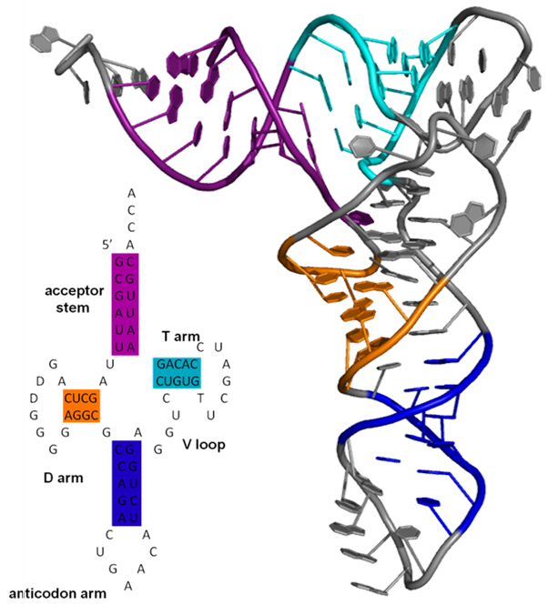 Nucleic acid tertiary structure