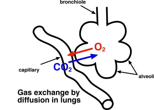 Alveoli Diagram - ClipArt Best