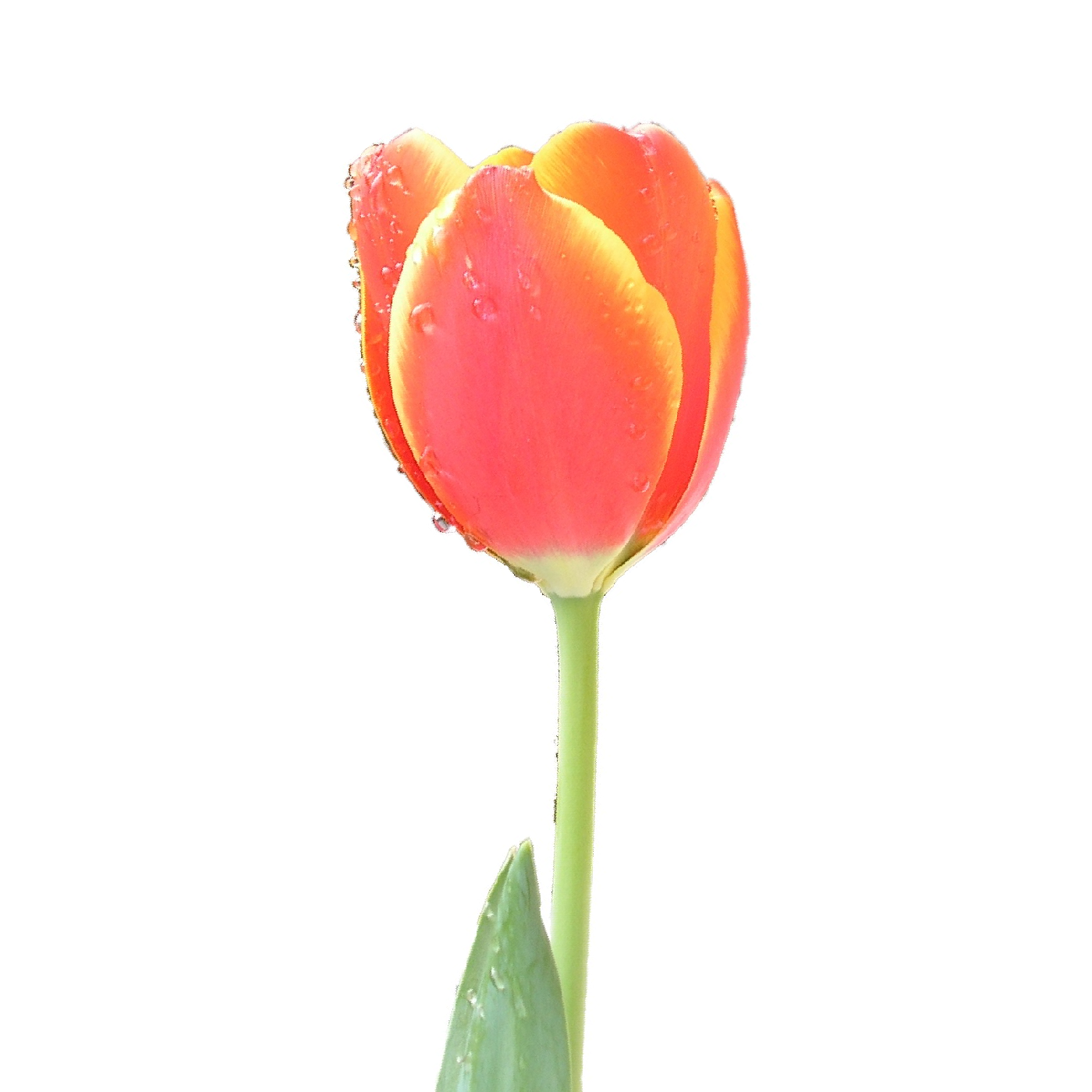 Single Tulip - ClipArt Best